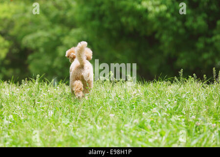 Caniche toy dans un parc Banque D'Images