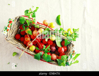 Vue aérienne d'un panier en osier rempli de cerises fraîches et les feuilles exposées au marché de producteurs sur une texture crème neutre Banque D'Images