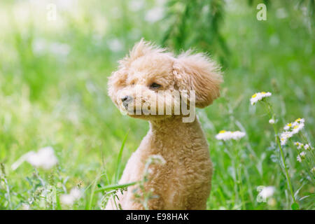 Caniche toy dans un parc Banque D'Images