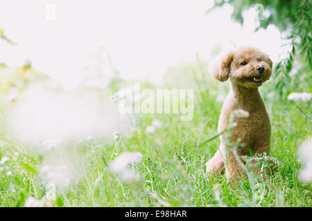 Caniche toy dans un parc Banque D'Images