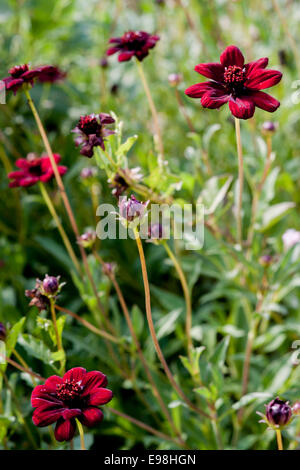 De belles pétales de fleurs mauve en champ provençal. Mouans-Sartoux, Provence-Alpes-Côte d'Azur. France Banque D'Images