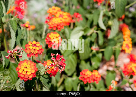 Pétales de fleurs orange belle provençale dans domaine. Mouans-Sartoux, Provence-Alpes-Côte d'Azur. France Banque D'Images