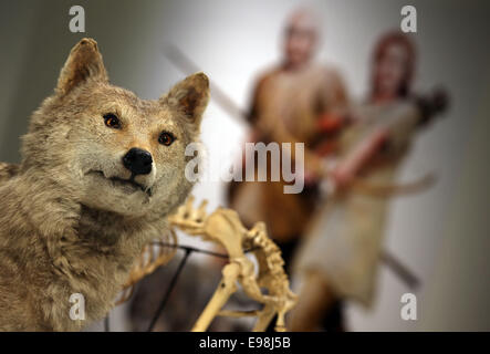 Bonn, Allemagne. 22 octobre, 2014. Une taxidermie loup à l'exposition "Les chasseurs de l'âge de glace - Life in Paradise - Il y a 15 000 ans l'Europe' à Bonn, Allemagne, 22 octobre 2014. L'exposition peut être vu à la LVR-Landesmuseum à Bonn du 23 octobre 2014 jusqu'au 28 juin 2015. Photo : OLIVER BERG/dpa/Alamy Live News Banque D'Images