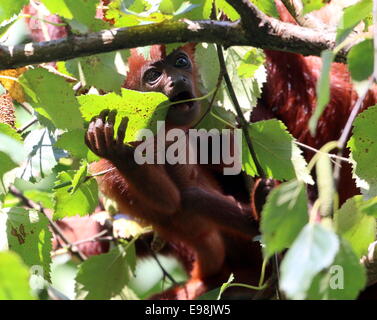 Rouge vénézuélienne bébé singe hurleur (Alouatta alonnatta) dans un arbre, caché entre les feuilles Banque D'Images