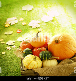 Image carrés de citrouilles et courges dans des caisses en bois avec des feuilles d'automne sur le sol Banque D'Images
