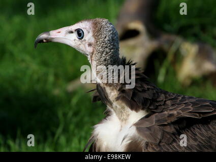 Afrique juvénile Hooded vulture (Necrosyrtes monachus), close-up de tête Banque D'Images