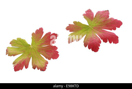 Deux feuilles d'automne bicolore coloré montrant le changement du vert au rouge avec l'évolution des conditions climatiques et de la saison isolated on white Banque D'Images