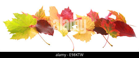 Bannière horizontale de l'automne coloré ou feuilles d'automne aux couleurs et formes montrant les changements de saisons disposés dans une ligne décorative isolated on white Banque D'Images