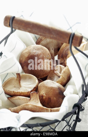 Les champignons shiitake dans un panier d'aliments biologiques concepts Banque D'Images