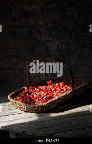 Rosa rubiginosa. Rosa d'églantier dans un panier en osier sur un hangar tableau Banque D'Images