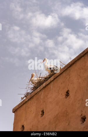 Les cigognes qui nichent sur le toit du palais el Badi à Marrakech (Marrakech, Maroc) Banque D'Images