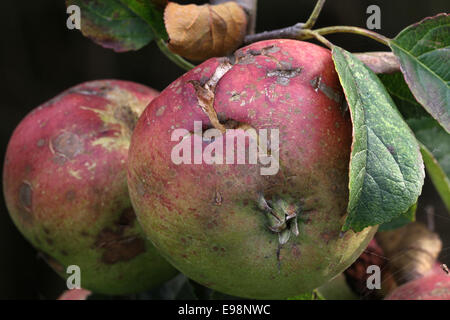 Les pommes endommagées sur l'arbre. Banque D'Images