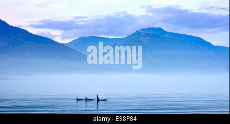 Trois orques dans paysage de montagnes à l'île de Vancouver, l'observation des baleines Banque D'Images