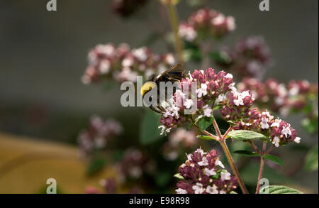 Bourdon Bombus lucorum à queue blanche recueille le nectar des fleurs de jardin comme l'origan Origanum vulgare Banque D'Images