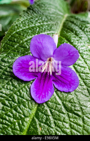 Streptocarpus 'Bethan' fleur on leaf Banque D'Images