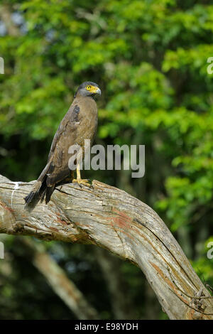Aigle Serpent assis sur une branche d'arbre Banque D'Images