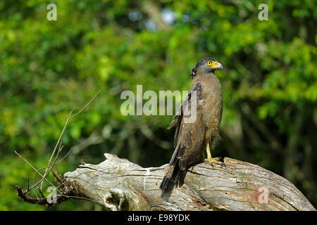 Aigle Serpent assis sur une branche d'arbre Banque D'Images