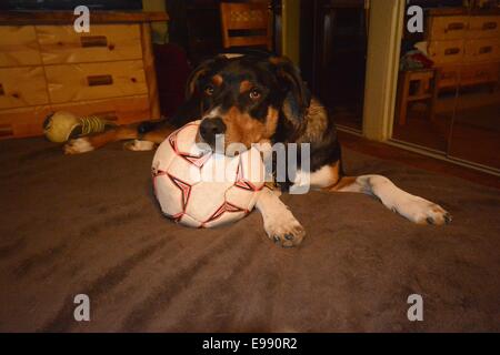 Boutage de chien sur son ballon de soccer. Banque D'Images