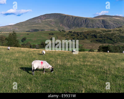Faible dh Rigg Keswick Cumbria LAKE DISTRICT Swaledale hill des moutons paissant l'herbe campagne Cumbria Banque D'Images