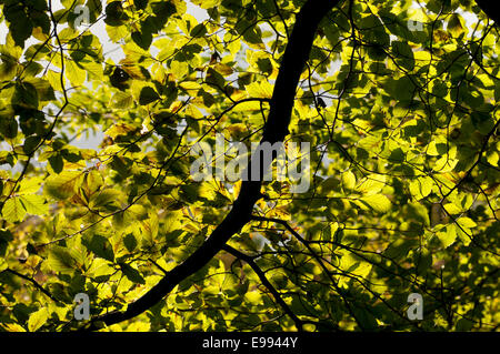 Le verdoyant, baldaquin vert d'un Beech tree prise à l'automne juste avant que les feuilles changent de couleur Banque D'Images