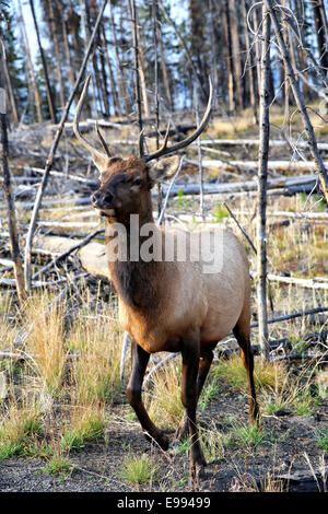 Bull Elk en zone forestière brûlée près du Lac Yellowstone, Wyoming, USA Banque D'Images