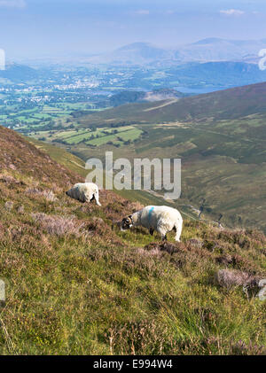 dh Lakeland Fells GRISEDALE PIKE LAKE DISTRICT moutons à colline Swaledale Cumbria paysage pâturage bruyère colline royaume-uni angleterre Banque D'Images