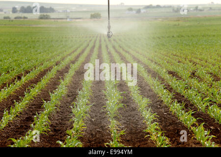 Une arroseur à pivot central irriguant des rangées de maïs dans un champ agricole.feuilles Banque D'Images