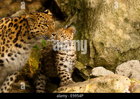 L'Amur extrêmement rare léopard (Panthera pardus orientalis) Mère et son petit article sur les roches Banque D'Images