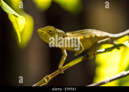 Caméléon coloré de Madagascar, l'accent très peu profonds. Banque D'Images