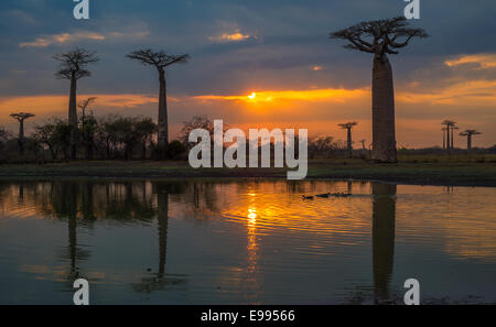 Coucher de soleil sur l'allée des baobabs, le Madagascar Banque D'Images
