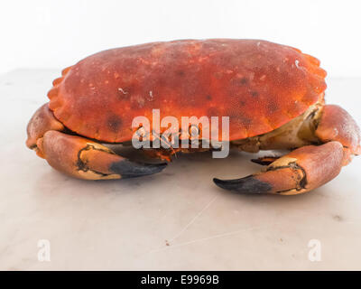 Comestibles rouge Cancer pagurus le crabe de l'Atlantique sur une plaque de marbre Banque D'Images