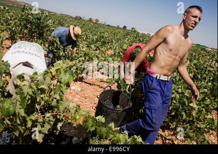 Travailleurs temporaires ramasser les raisins de tempranillo à Valdepeñas, Ciudad Real, Espagne. vignoble groupe de travail saisonnier Travailleur agricole Banque D'Images