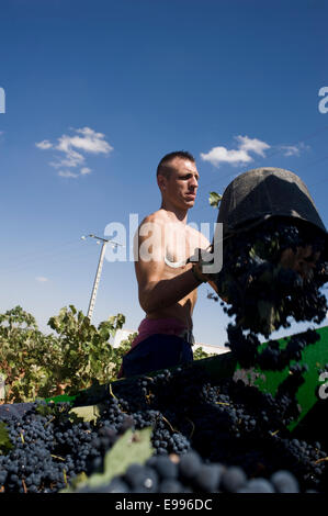 Travailleurs temporaires ramasser les raisins de tempranillo à Valdepeñas, Ciudad Real, Espagne. vignoble groupe de travail saisonnier Travailleur agricole Banque D'Images