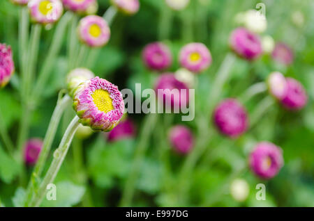 Les boutons de fleurs chrysanthème Magenta. Prêt à s'épanouir dans l'atmosphère du matin Banque D'Images