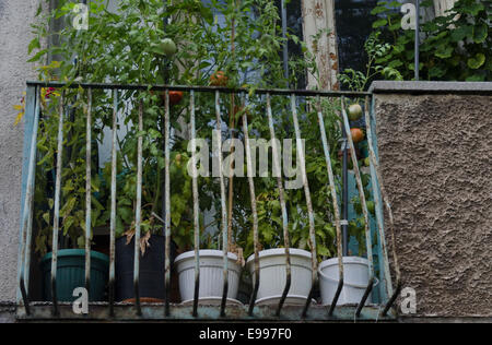 Repas de légumes pour la tomate fraîche et le piment sur terrasse de l'immeuble dans la ville. Banque D'Images
