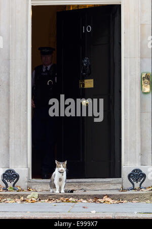 Londres, Royaume-Uni. 22 octobre 2014. Freya, le chat de Downing Street est vu d'avance sur le premier ministre britannique, David Cameron, le président de la réunion de Singapour, Tony Tan numéro externe 10 Downing Street au centre de Londres. Credit : Londres pix/Alamy Live News Banque D'Images