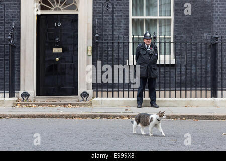 Londres, Royaume-Uni. 22 octobre 2014. Freya, le chat de Downing Street est vu d'avance sur le premier ministre britannique, David Cameron, le président de la réunion de Singapour, Tony Tan numéro externe 10 Downing Street au centre de Londres. Credit : Londres pix/Alamy Live News Banque D'Images