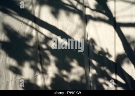 Arbre branche ombres sur un fond de toile blanche Banque D'Images