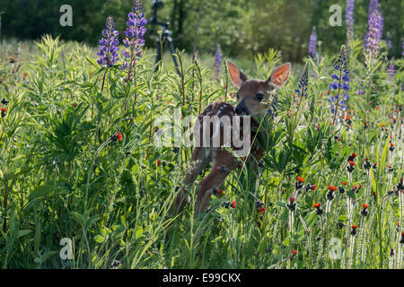 Retour sur son lit à la faon de retour dans une prairie de fleurs sauvages, près de grès, Minnesota, USA Banque D'Images