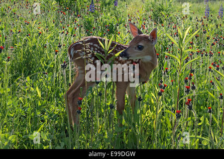 Fawn debout parmi les fleurs, près de grès, Minnesota, USA Banque D'Images