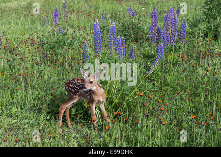 Fawn debout dans une prairie de fleurs sauvages, près de grès, Minnesota, USA Banque D'Images