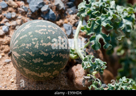 Le fruit d'une pomme ou melon amer désert prises sur près de la côte, dans le nord du Maroc Banque D'Images