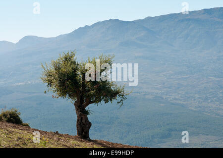 Un seul arbre d'olive contre un décor de montagnes dans le nord du Maroc Banque D'Images