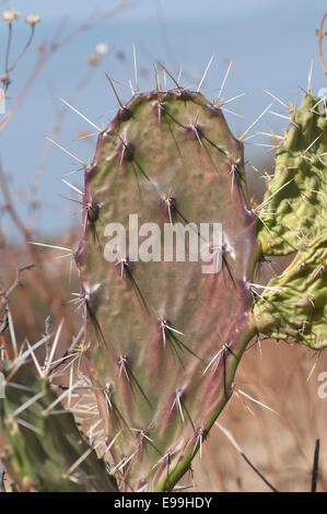 Prickly Pear feuilles présentant ses longues épines et quelques nouvelles sur le bord de la croissance prises au Mexique Banque D'Images