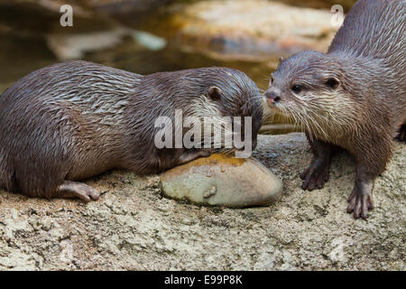 Cendrées Oriental Otter (Aonyx cinerea) Banque D'Images