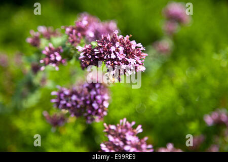 L'origan / Real Dost (Origanum vulgare) Banque D'Images