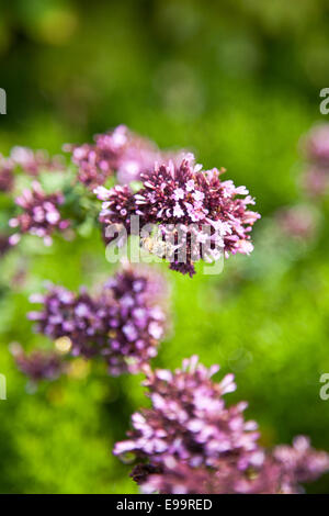 L'origan / Real Dost (Origanum vulgare) Banque D'Images