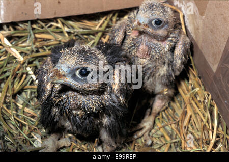 Jeune Faucon Lanier (Falco biarmicus), falconidae, Italie, Europe Banque D'Images