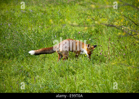 Le renard roux (Vulpes vulpes) qui rôdent sur une souris Banque D'Images