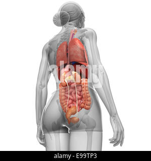 Illustration du système digestif femelle vue arrière Banque D'Images